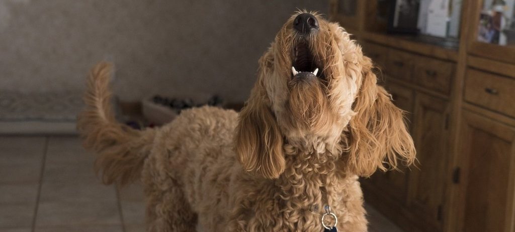 Trouble anormal de voisinage : les aboiements du chien du voisin - Avocat AVIGNON