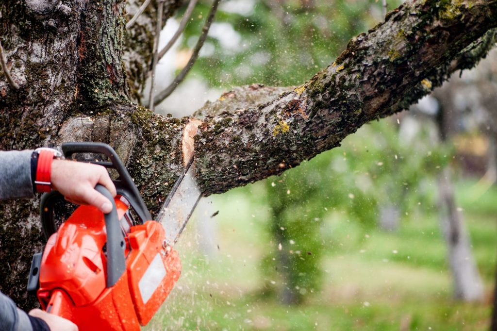 Elagage des arbres du voisin – Avocat AVIGNON NIMES